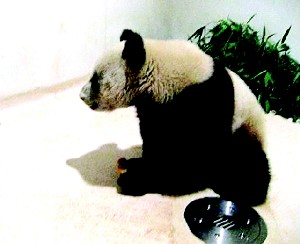 熊貓盈盈